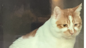 Lost Pet: Ace
