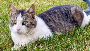 Lost Pet: Cookie