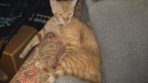 Lost Pet: Soggy
