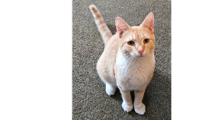 Lost Pet: Zwickle
