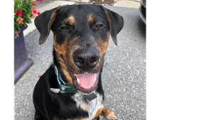 Lost Pet: Sawyer