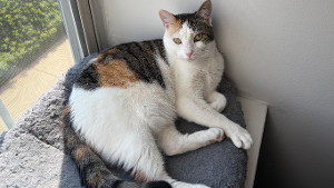 Lost Pet: Atlas Flick Lansberry