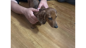 Lost Pet: Canelo