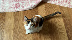 Lost Pet: Saki Mae cox
