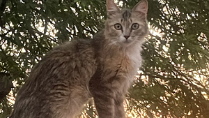 Lost Pet: Boots