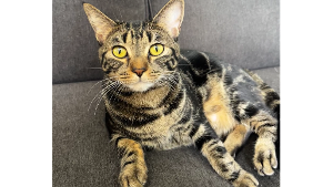 Lost Pet: Bean