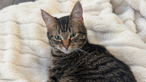 Lost Pet: Gimli