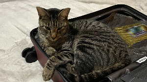 Lost Pet: Rocky