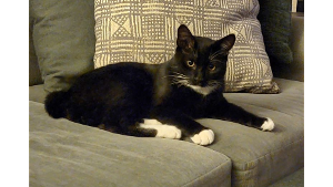 Lost Pet: Maximus