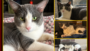 Lost Pet: Stinky