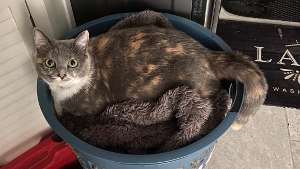 Lost Pet: Juniper
