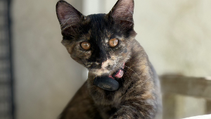 Lost Pet: Kimchi