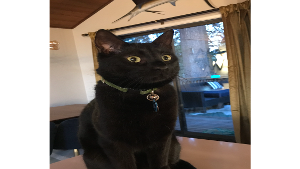Lost Pet: Smidge