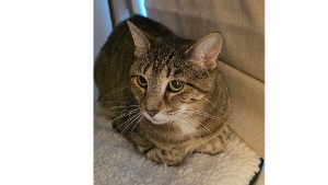 Lost Pet: Amy