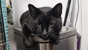 Lost Pet: Binx
