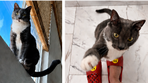 Lost Pet: WhoChu