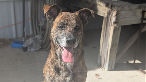 Lost Pet: Buddy