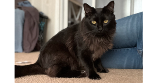 Lost Pet: Boo Boo