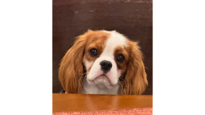 Lost Pet: Finn