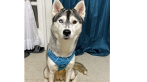 Lost Pet: Stormi