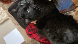Lost Pet: Willie
