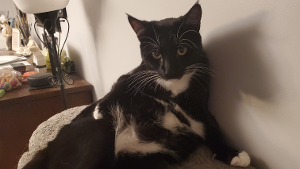Lost Pet: Magic