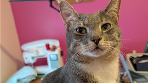 Lost Pet: Sencha