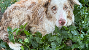 Lost Pet: Scout