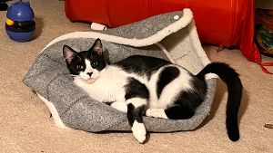 Lost Pet: Ashtabula