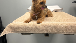 Lost Pet: Mattie