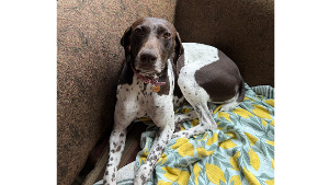 Lost Pet: Eve