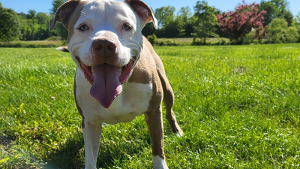 Lost Pet: Sergeant