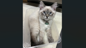 Lost Pet: Kyubey