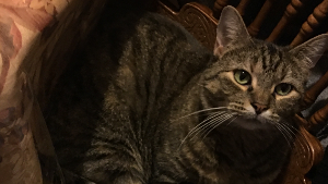 Lost Pet: Sonya