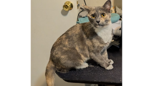 Lost Pet: Rita