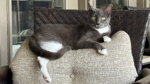 Lost Pet: Oakley
