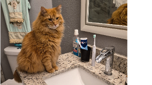 Lost Pet: Oliver