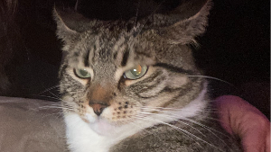 Lost Pet: Chunks