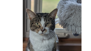 Lost Pet: Pumpkin