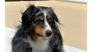 Lost Pet: Loki
