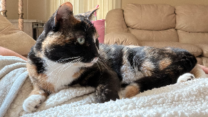 Lost Pet: Peanut