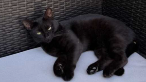 Lost Pet: Murphy