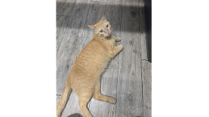 Lost Pet: Sunny