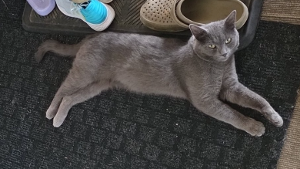 Lost Pet: Wilder