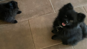 Lost Pet: Tia