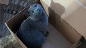 Lost Pet: Semita