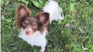 Lost Pet: Belle