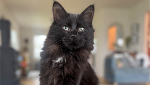 Lost Pet: Blackie