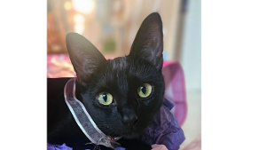 Lost Pet: Gizmo