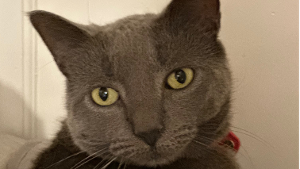 Lost Pet: Pliny Embers